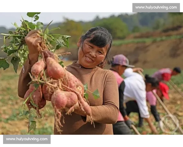 激情四溢的红薯挖掘大赛挑战赛 谁能最快挖出丰收的美味红薯